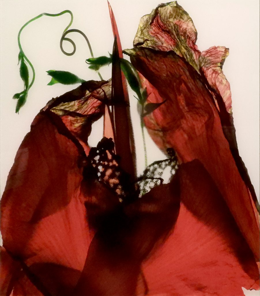 2009.006-Julia-McLemore-UNTITLED-photograph-Color-C-print-36-x-36%E2%80%9D-2009-902x1024.jpg